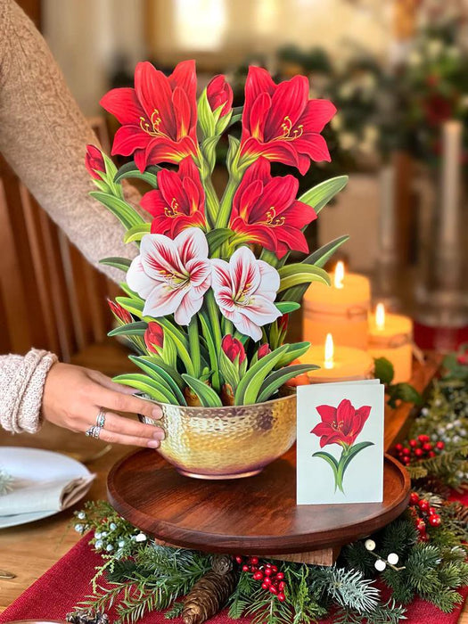 Pop-Up Holiday Bouquet - Scarlet Amaryllis